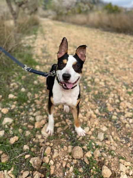Duster Loves To Go Out On A Walk. Can You Make His Day?